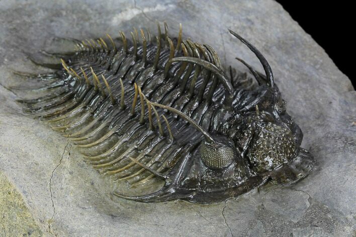 Spiny Comura Trilobite - Top Quality Specimen #128941